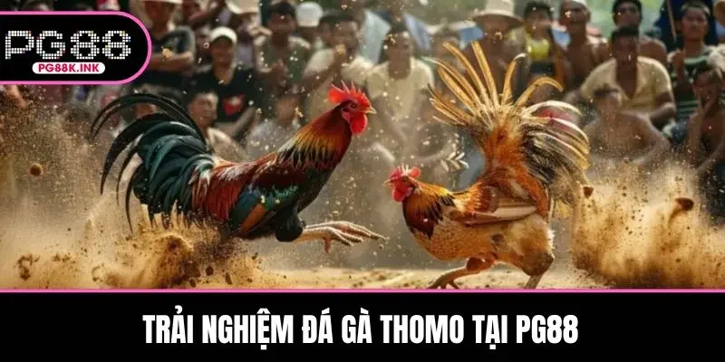 Trải nghiệm đá gà Thomo tại PG88