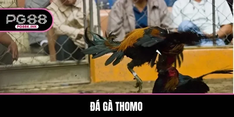 Đá Gà Thomo Là Gì? Ưu Điểm, Hình Thức Và Kinh Nghiệm